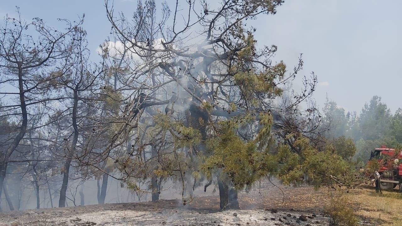 Bilecik'te korkutan orman yangını