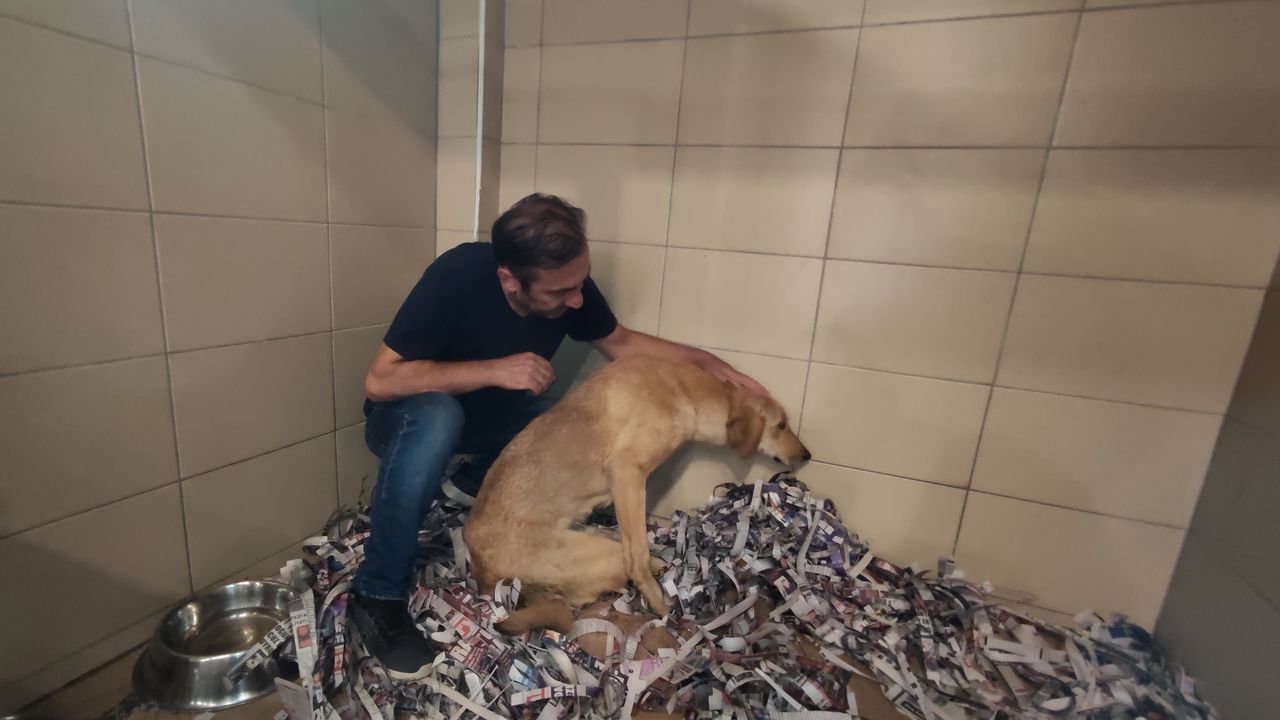 Şehir çöplüğündeki yaralı köpeği hayvanseverler kurtardı