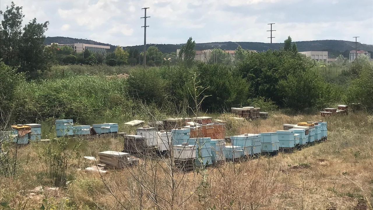 Mahallede ortasına konulan onlarca arı kovanı görenleri şaşırttı