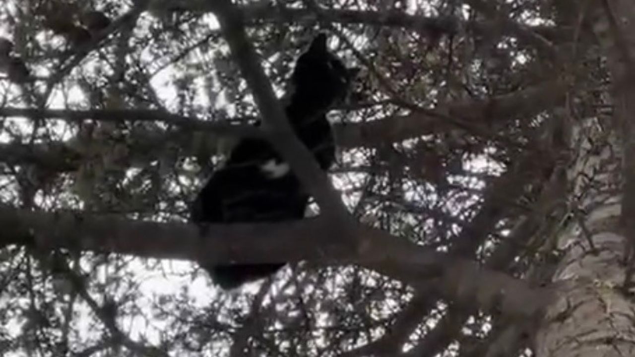 Ağaçta mahsur kalan kediyi itfaiye kurtardı