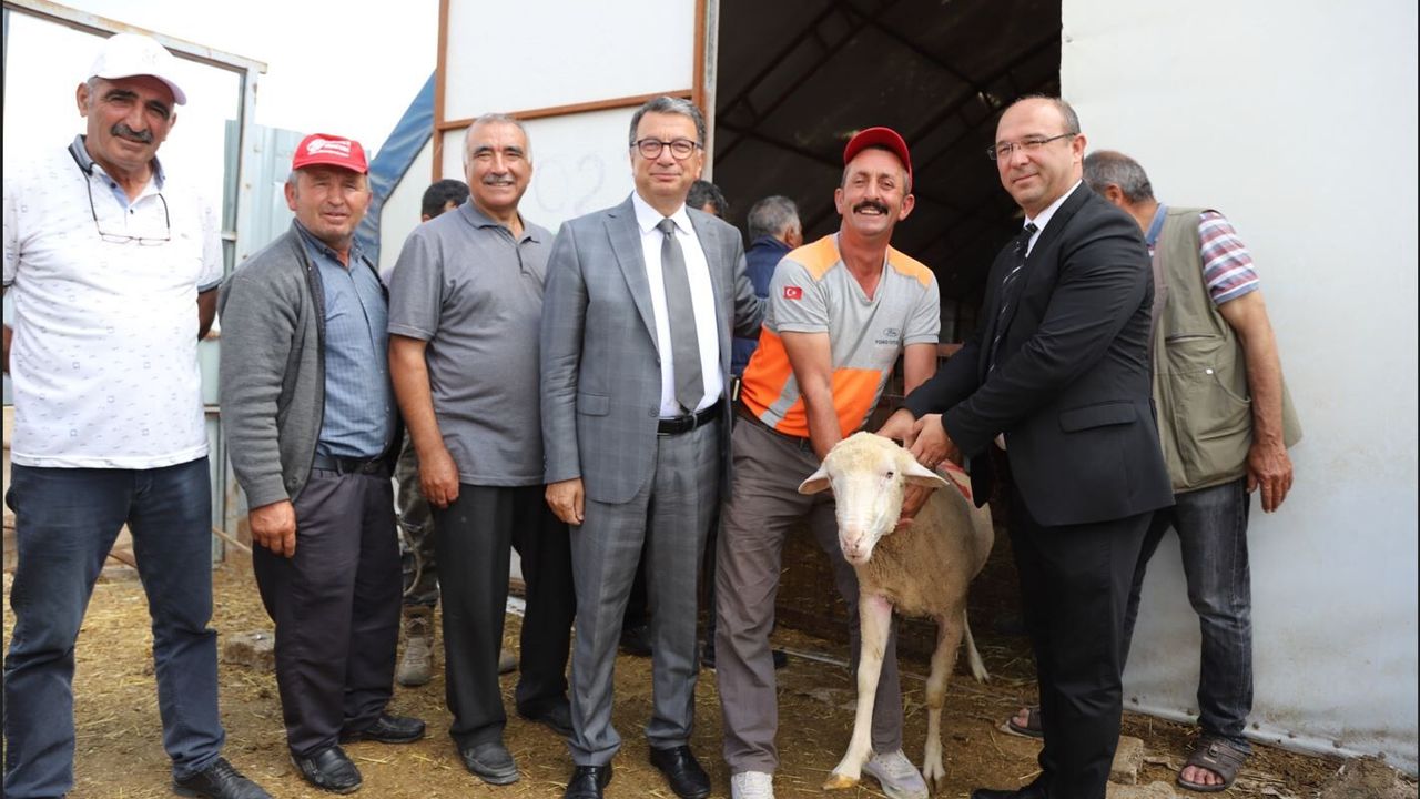Büyükşehir Ve Seyitgazi’den Üreticilere Damızlık K