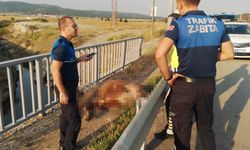 Otomobil büyükbaş hayvana çarptı