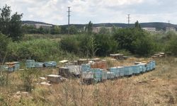 Mahallede ortasına konulan onlarca arı kovanı görenleri şaşırttı