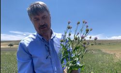 Anadolu’nun yenilenebilir bitkisel enerji kaynağı 'Pelemir'