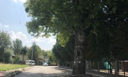 Yolda kalan ağaç dikkat çekti