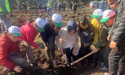 Tohumlar fidana fidanlar Seyitgazi'ye