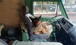 Sürücü koltuğunda oturan sevimli köpek