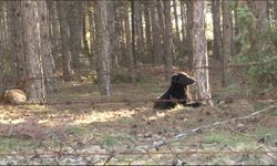 Başıboş köpekler site sakinlerini isyan ettirdi