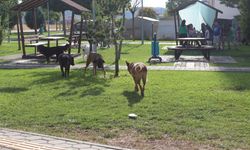 75. Yıl Mahallesi başıboş köpeklerden dertli