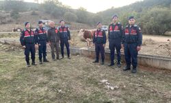 Kaybolan büyükbaş hayvanı jandarma buldu