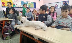 Eskişehir'de Okullu Kedi Çakıl