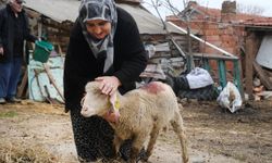 Küçükbaş Hayvanlar Hak Sahiplerine Teslim Edildi