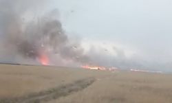 Eskişehir'de 50 dönüm ekili buğday kül oldu