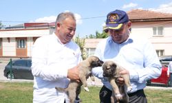 Eskişehir’de sokak hayvanı sorunu kalmayacak