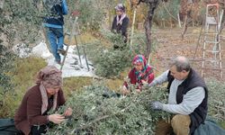 Eskişehir’de çiftçiler dönümden 2 ton zeytin aldı