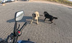 Seyir halindeki motosiklete 3 başıboş köpeğin saldırı anı