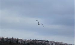 Eskişehir nadir görülen beyaz balıkçıl kuşu fotoğraflandı