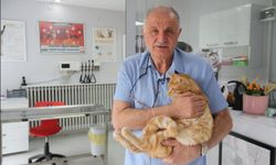 Kedisini veterinere yetiştirmeye çalışırken trafik cezası yedi
