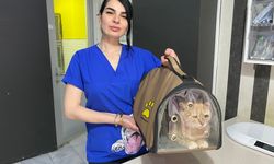 Evcil hayvan ile seyahat edecek yolcuların dikkat etmesi gerekenler
