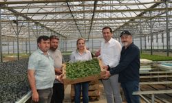 Bilecik'te "Enginar Fide" Projesi