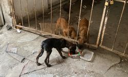 2 haftadır depoda mahsur kalan 6 köpek kurtarıldı