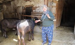 Büyükşehir Destekledi Üretici Kazandı