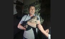 OEDAŞ trafoda mahsur kalan yavru köpeğe duyarsız kalmadı
