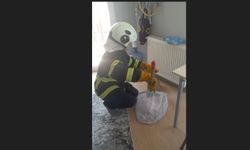 Eve giren yarasa korku yarattı