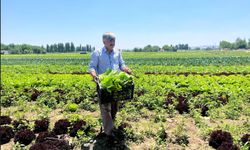 Marulun ekmeğini aracılar yiyor çiftçi vatandaş mağdur
