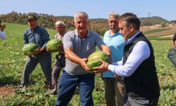 Tescilli Osmaneli karpuzunda hasat zamanı