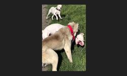 Köpeklerin dövüştürüldüğü video tepki topladı