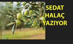 Zeytin-Altın