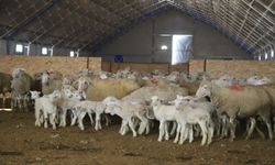 Damızlık Koç Desteği Çalışmaları Başladı