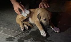 Otomobilin çarptığı yavru köpek için mahalleli seferber oldu