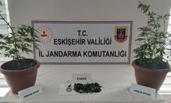 Balkondaki saksıların içinde 2 kök keneviri