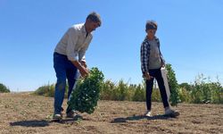 Eskişehirli çiftçinin alın teri kuraklığa ve yüksek maliyetlere yenik düştü
