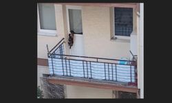 Kedinin balkona mahkum edildiği iddiası
