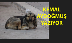 Sokak Köpekleri Ve Irkçılık...