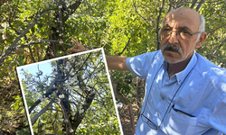 Eskişehir'de görenleri şaşırtan manzara! İlkbaharmış gibi çiçek açtı