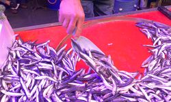 Denizlerde bollaşan hamsi tezgahlarda 100 TL’ye yer buldu