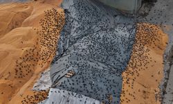 Güvercinler için Açık Büfe!