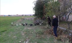 Tavukları köpeklerce telef edilen mahalleli hayvanlarını korumak için çobanlık yapıyor