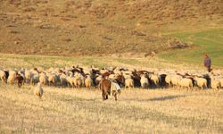 Koyunlar bu kışı kırda otlayarak geçiriyor