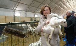 Mineral Blok Ve Fondan Arı Yemi Dağıtımı Başlıyor