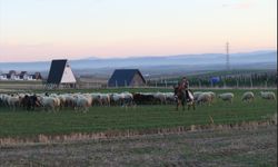 Küçük kız eşeğinin üzerinde koyunlarını güdüyor