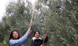 Gençler Zeytinin Yolculuğuna Tanıklık Etti