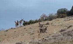 Mihalıççık'ta kaçışan 10 geyik böyle görüntülendi