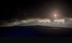 Yolun karşısına geçen domuz sürüsü şaşırttı