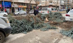 Eskişehir'de fırtına ağaçları devrildi