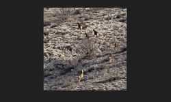 Eskişehir’de görüntülenen 8 geyik hayran bıraktı